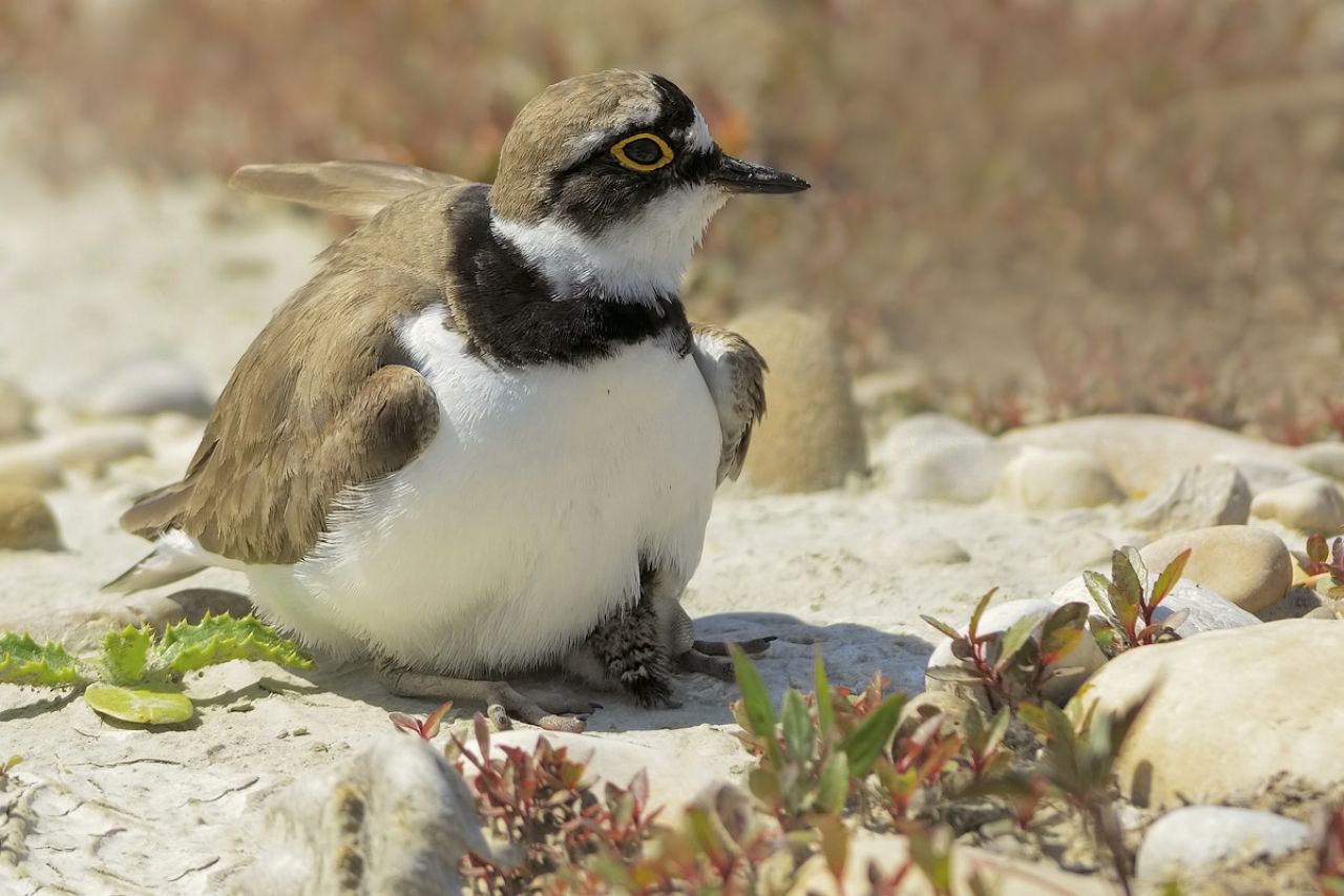 Corriere piccolo (Charadrius dubius)